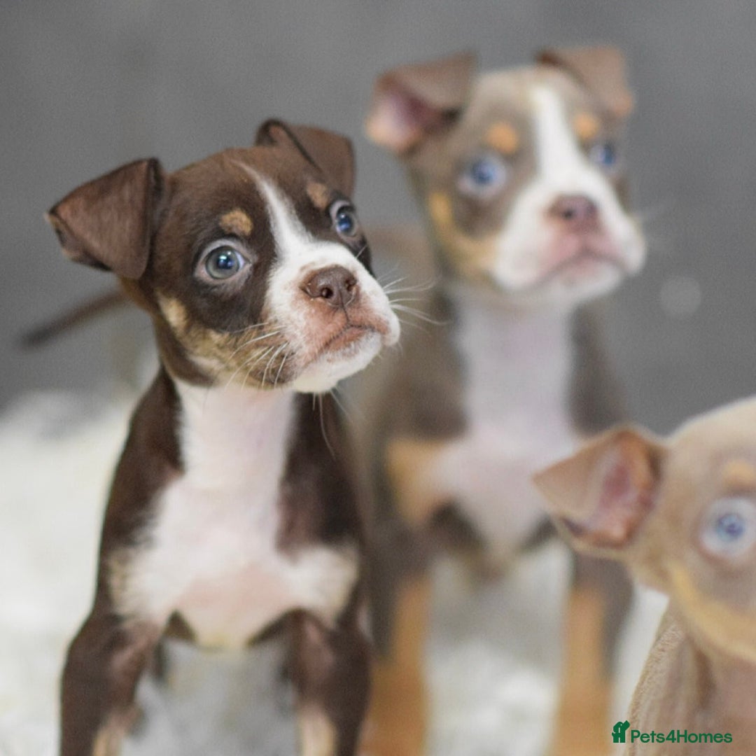 Old Tyme Bulldog dogs for sale: Why Settle for Less? 5⭐️Rated, 23 Years Experience - Image 12