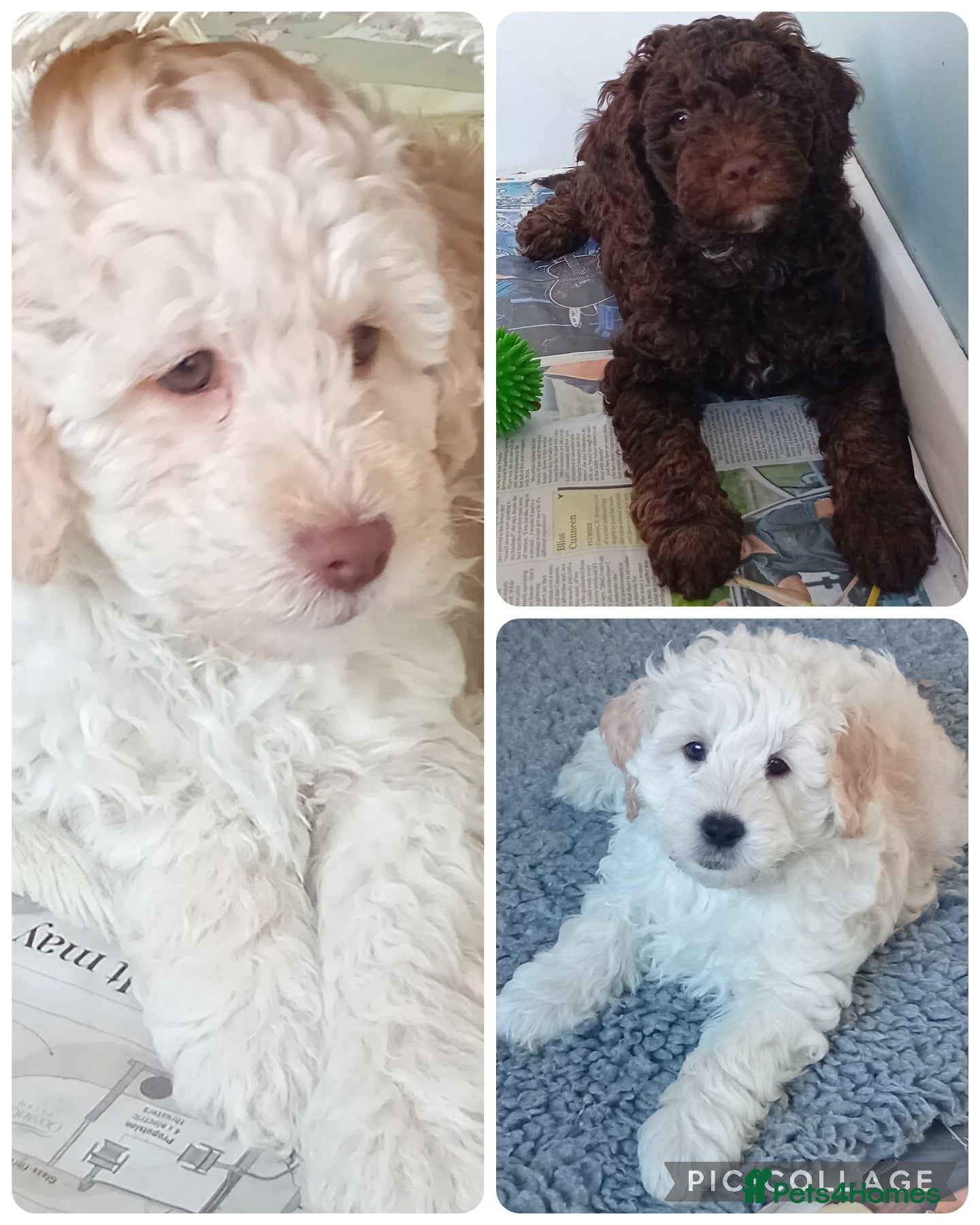 Mini Goldendoodle dogs Gorgeous Miniature Double Doodle puppies  - Advert 13