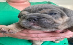 English Bulldog dogs for sale: New English bull dogs  - Image 8