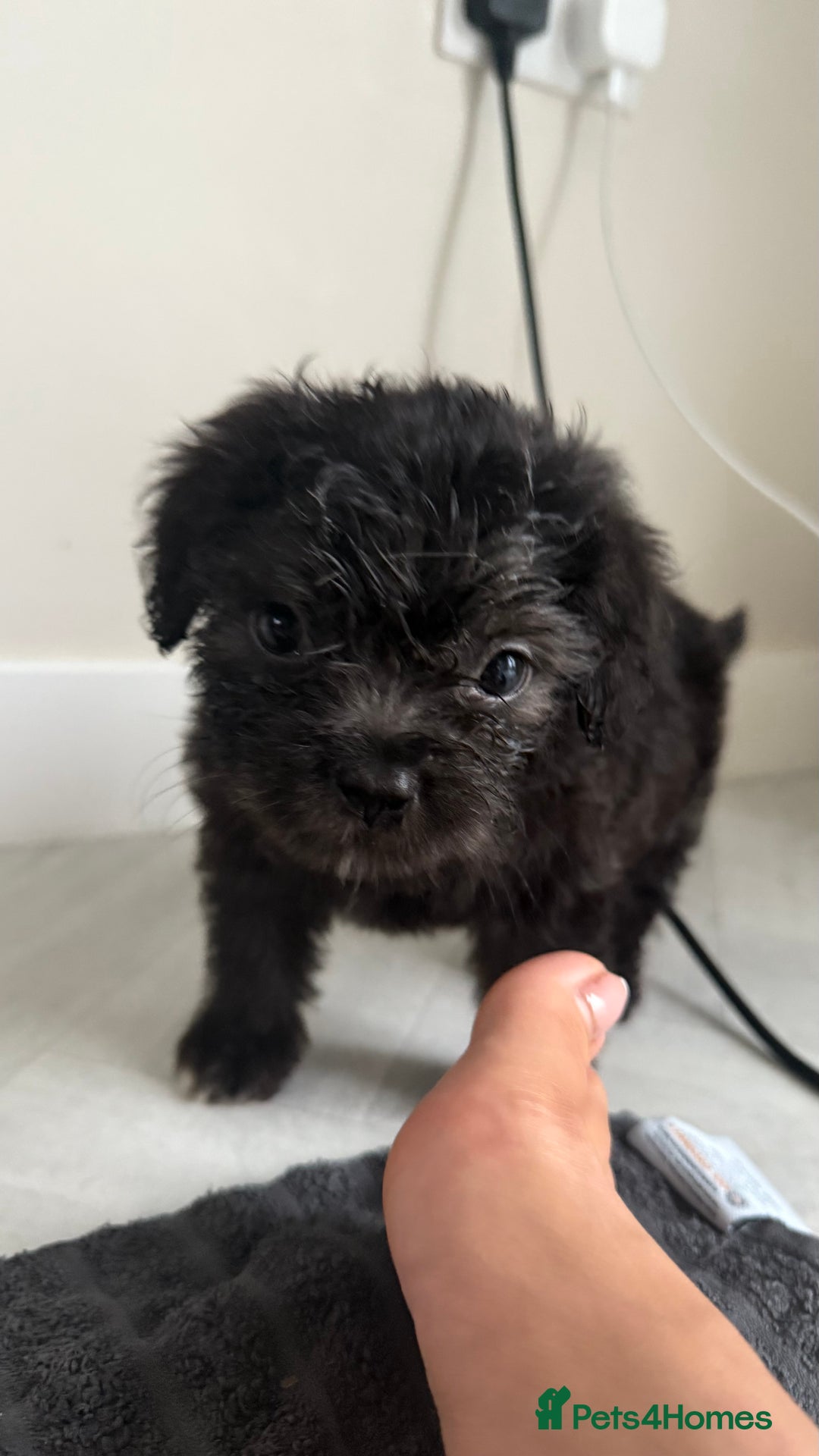 Mixed Breed dogs for sale: 6 fluffy frenchie cross puppies - Image 22
