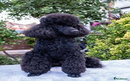Miniature Poodle dogs for sale: Meet Joe Black - the perfect Miniature Poodle - Image 4