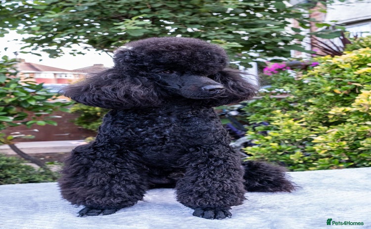 Miniature Poodle dogs - Advert 2