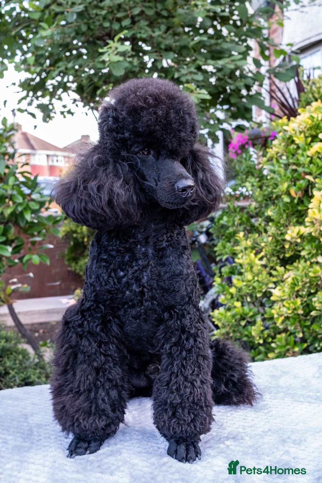 Miniature Poodle dogs for sale: Meet Joe Black - the perfect Miniature Poodle - Image 4