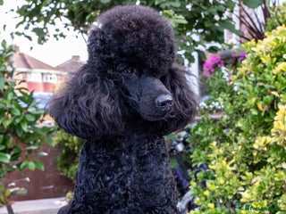 Miniature Poodle dogs - Advert 20