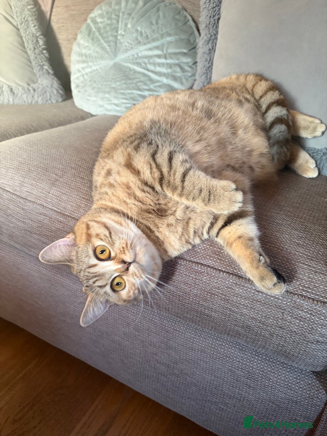 British Shorthair cats for sale: British Shorthair Kittens  - Advert 9