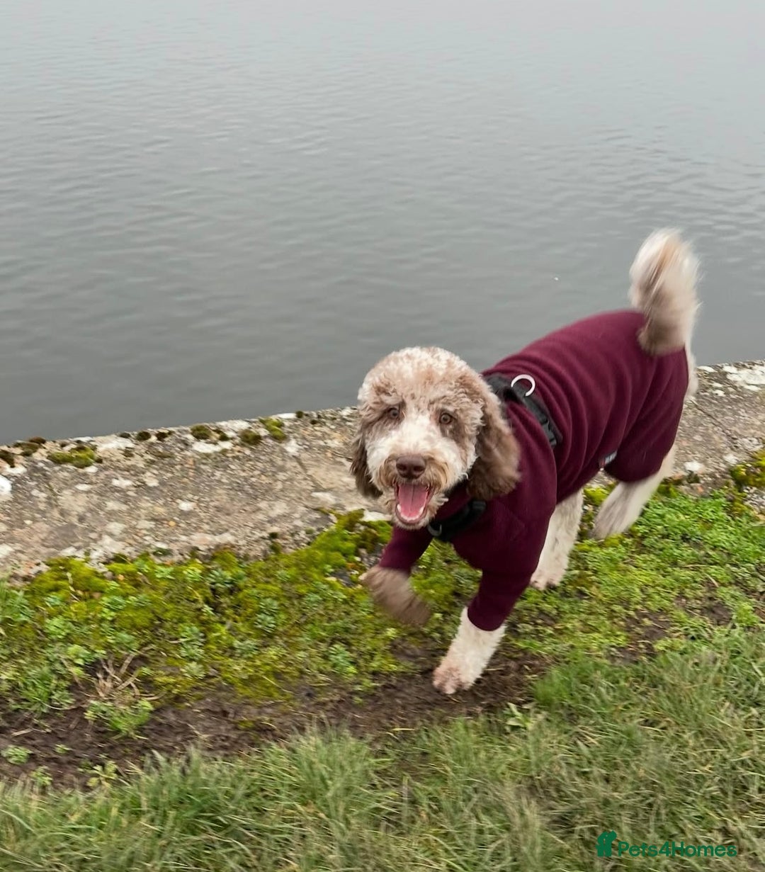 Australian Labradoodle dogs for sale: *waiting list* Australian labradoodles - Image 19