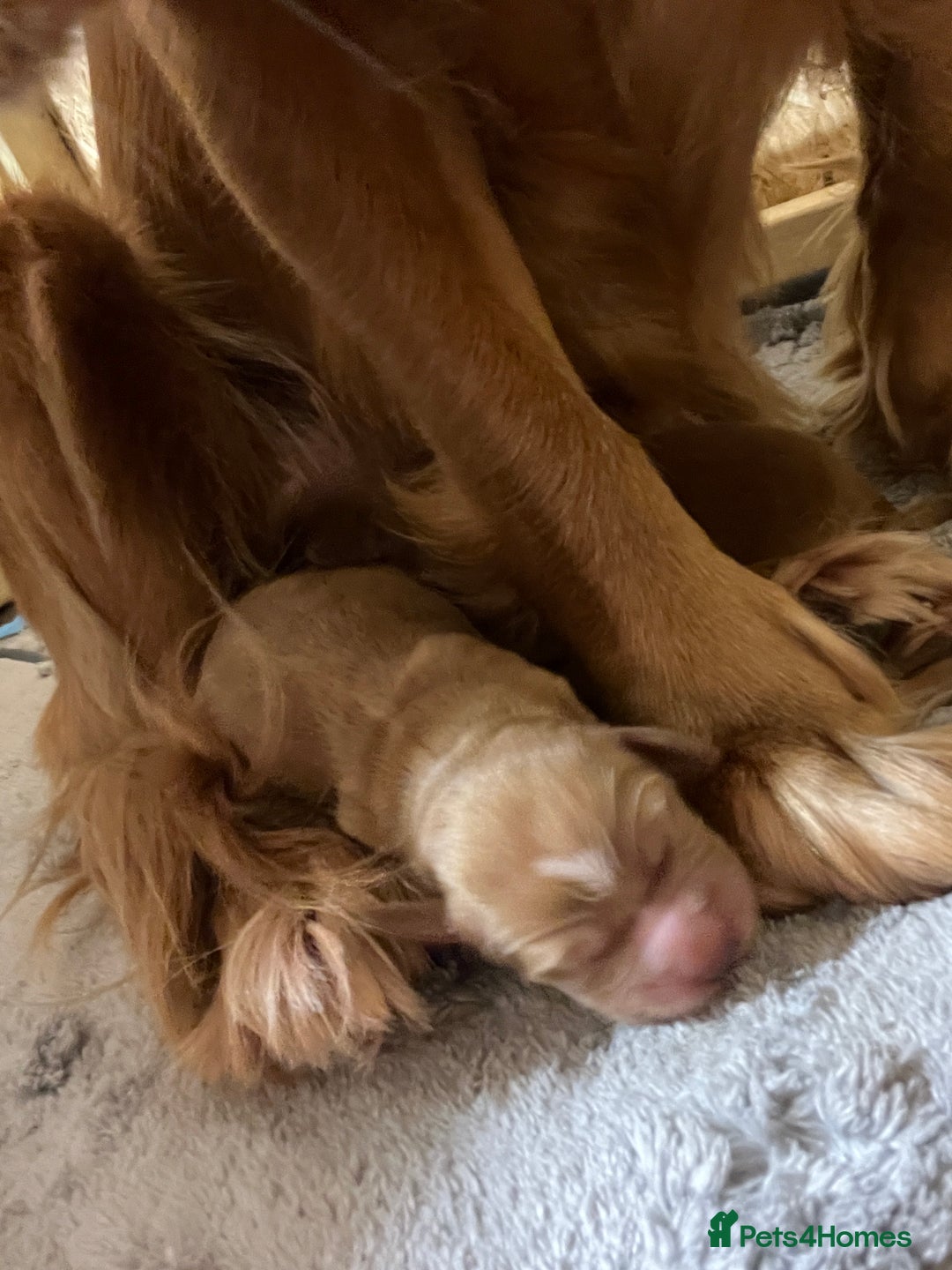 Cocker Spaniel dogs for sale: 2 Girls left, Golden red working cockers - Advert 9