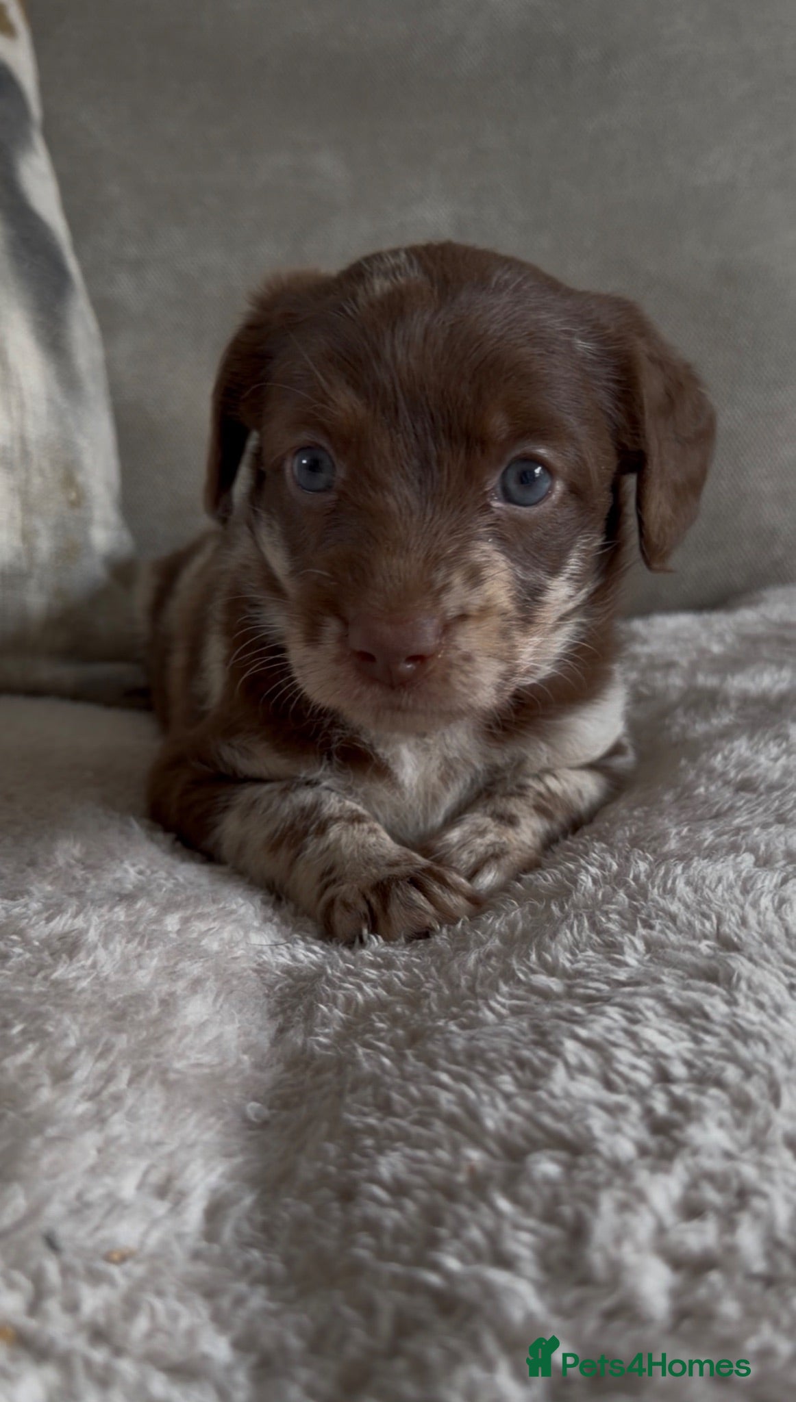 Labradoodle dogs Beautiful chunky F1 miniature labradoodles 💕 - Advert 2