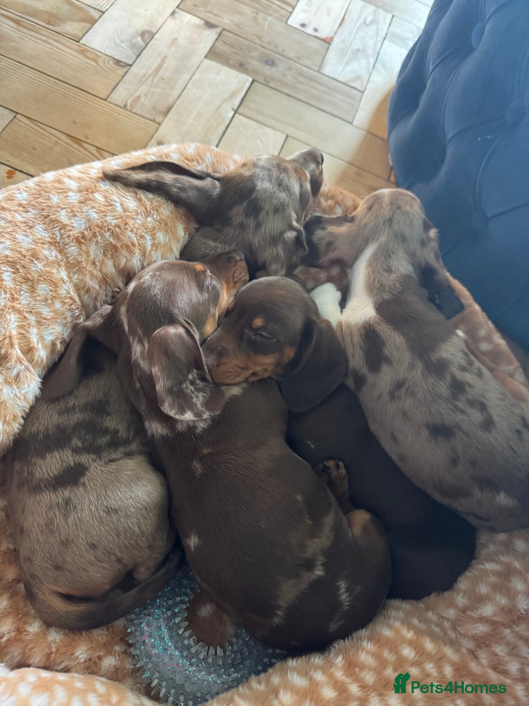Miniature Dachshund dogs for sale: ‼️ READY NOW‼️ Miniature smooth hair dachshund - Advert 6