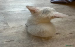 Turkish Angora cats for sale: cute white kittens - Image 4
