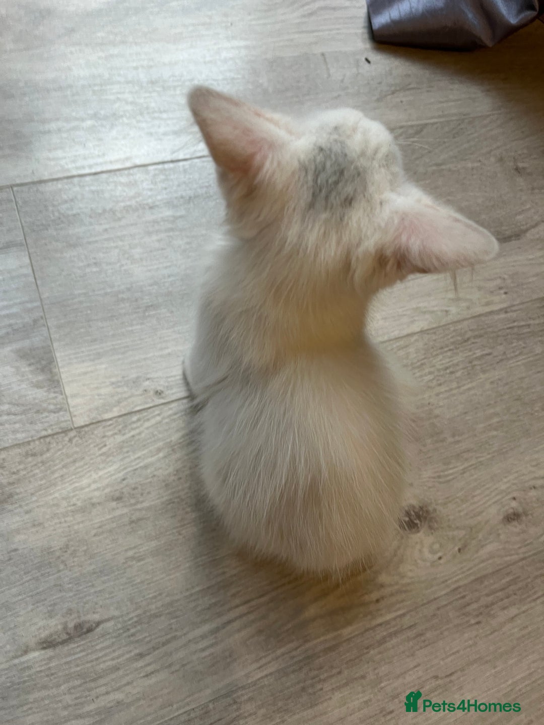 Turkish Angora cats for sale: cute white kittens - Image 4