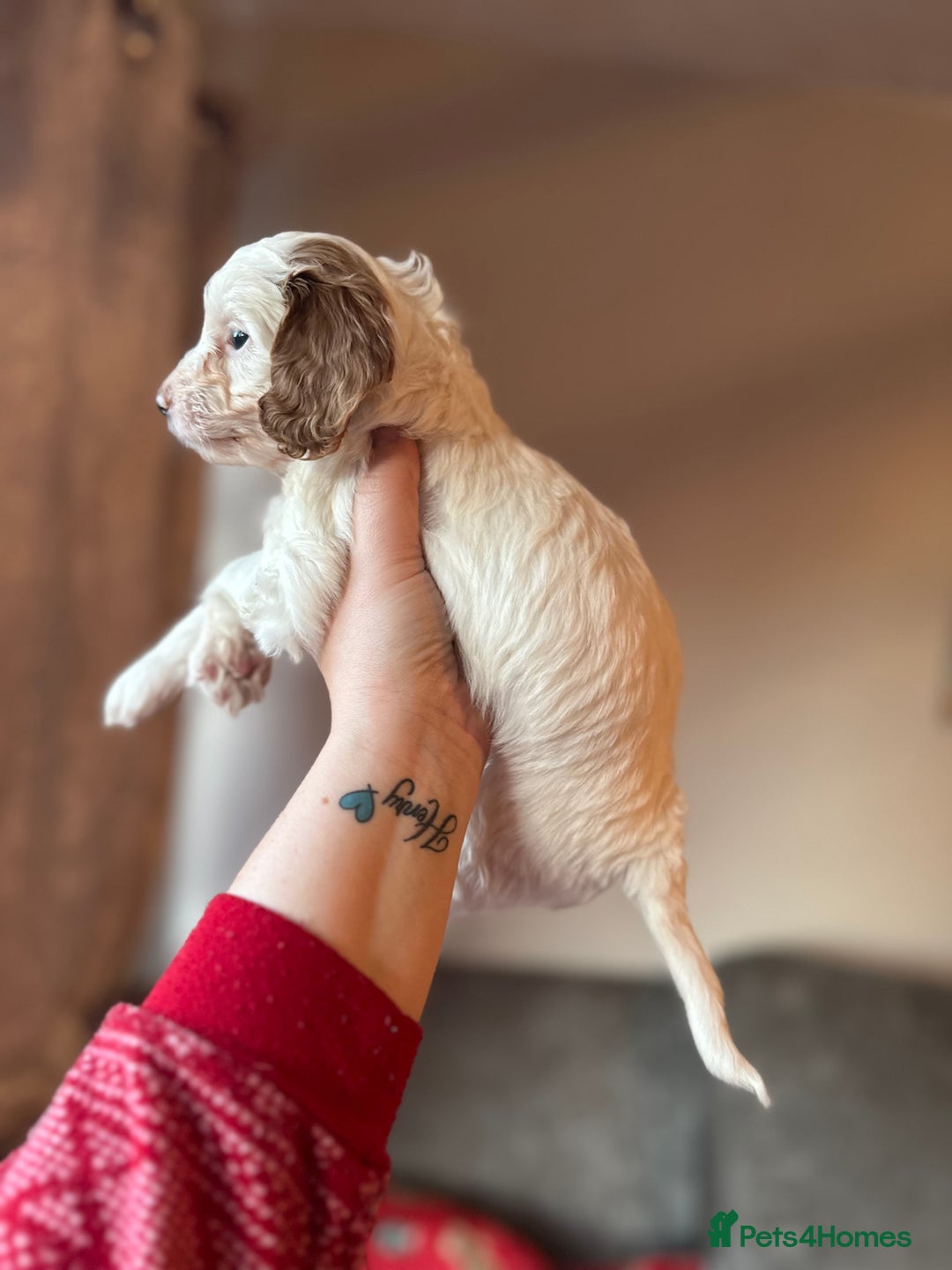 Cockapoo dogs for sale: F1 cockapoos - Advert 3