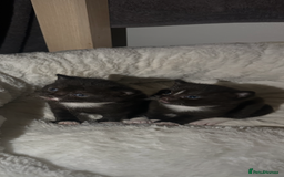 Mixed Breed cats for sale: Two adorable kittens  - Image 3