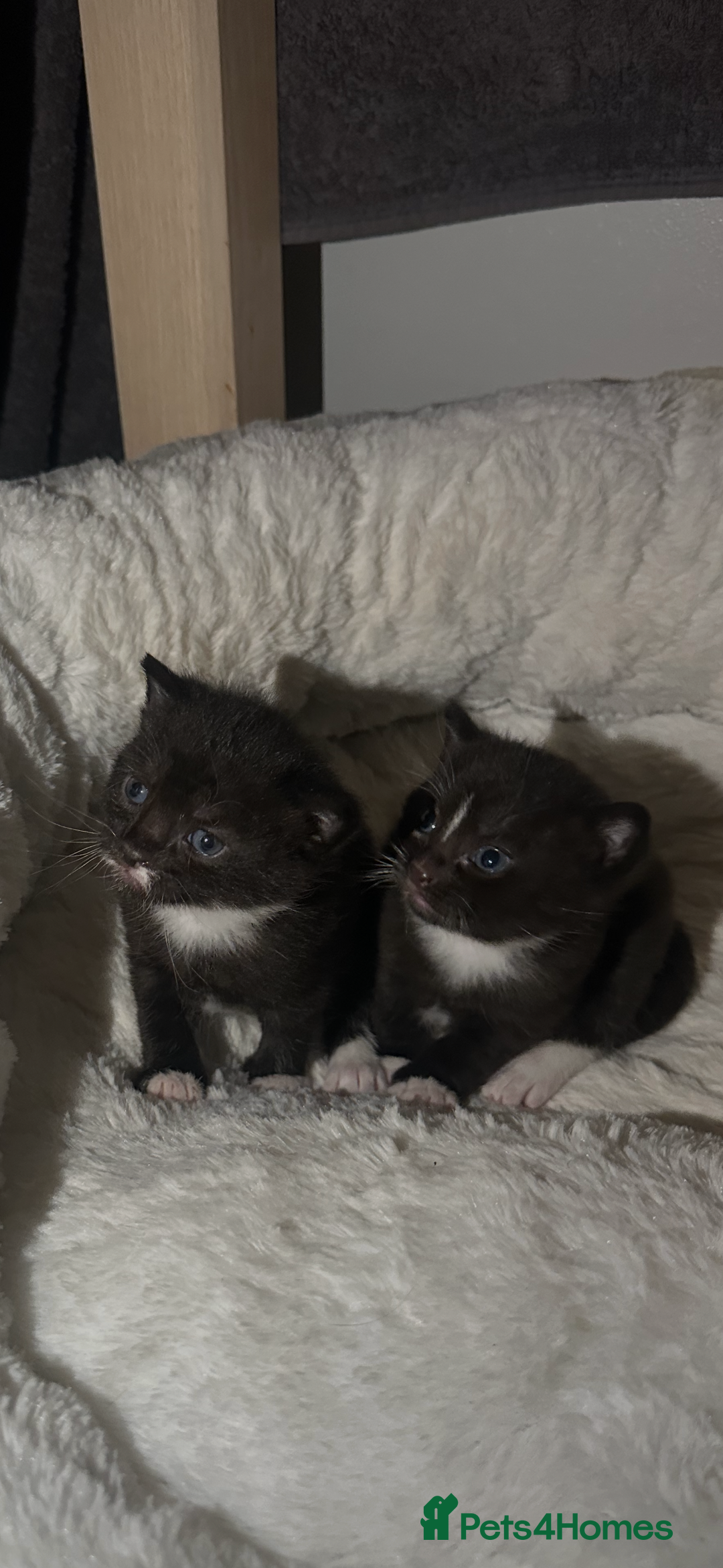 Mixed Breed cats for sale: Two adorable kittens  - Image 3