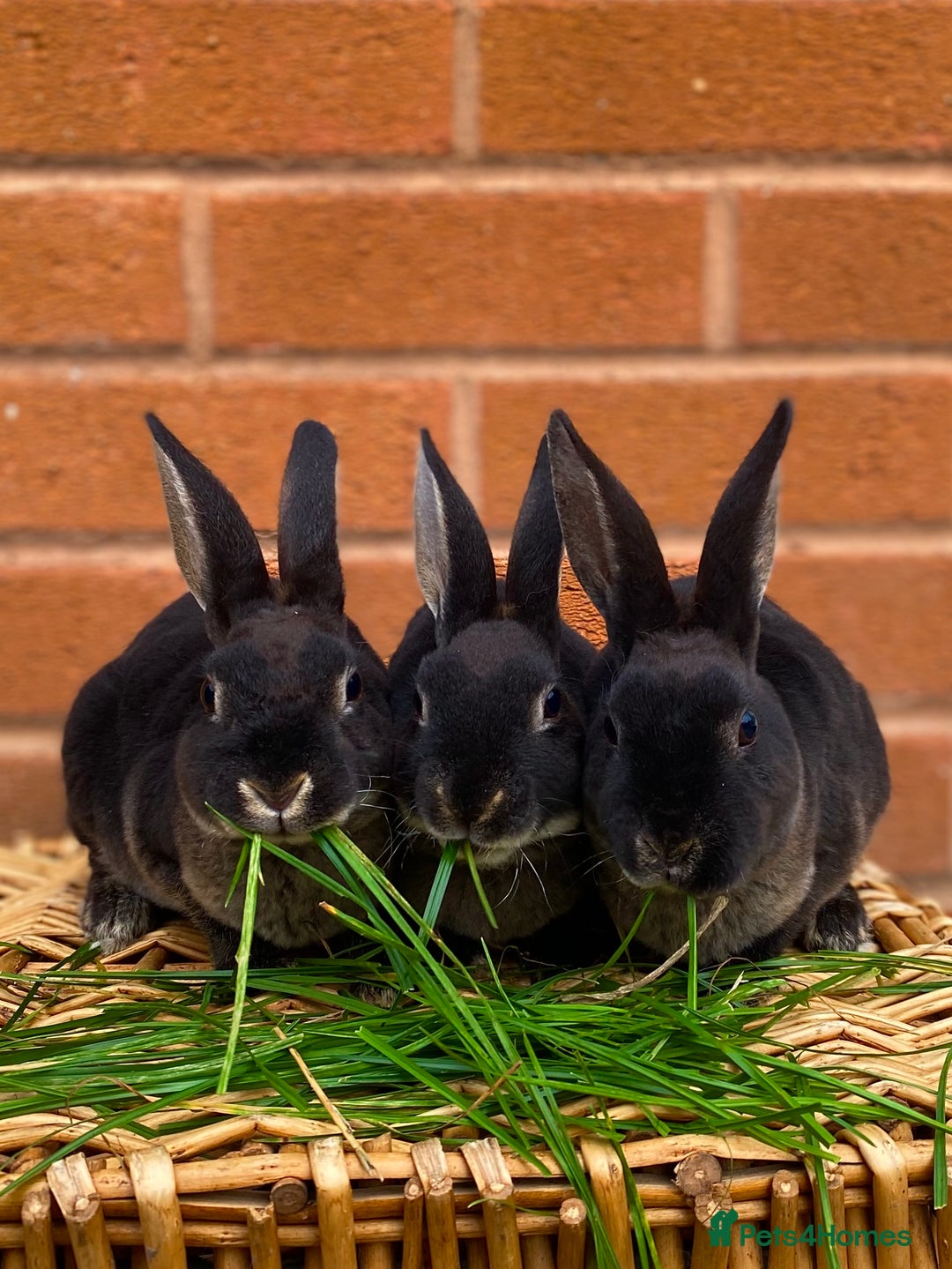 Rex rabbits for sale: Female & male otter mini rex  - Advert 11