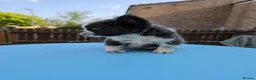 French Bulldog dogs for sale: Beautiful C2 Carrying Fluffy Frenchies - Advert 10