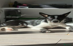 Border Collie dogs for sale: Dog for sale - Advert 4