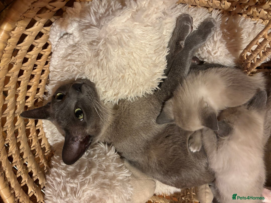 Tonkinese cats for sale: Exquisite Tonkdolls - Advert 2