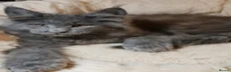 Maine Coon cats for sale: GCCF Registered MaineCoon Blue/Black Smoke & White - Advert 11