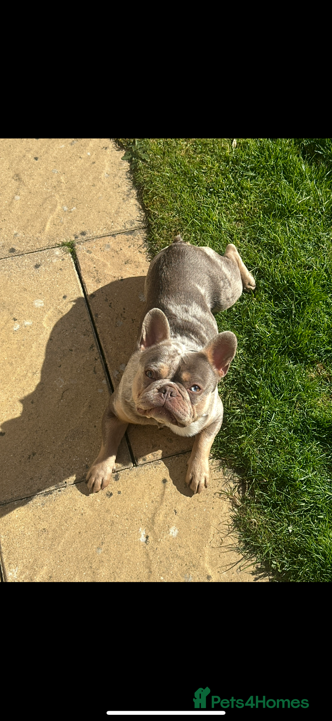 French Bulldog dogs for sale: Merle French bulldog for sale - Image 2