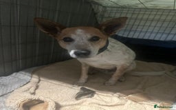 Mixed Breed dogs for adoption: Raffles - Image 4