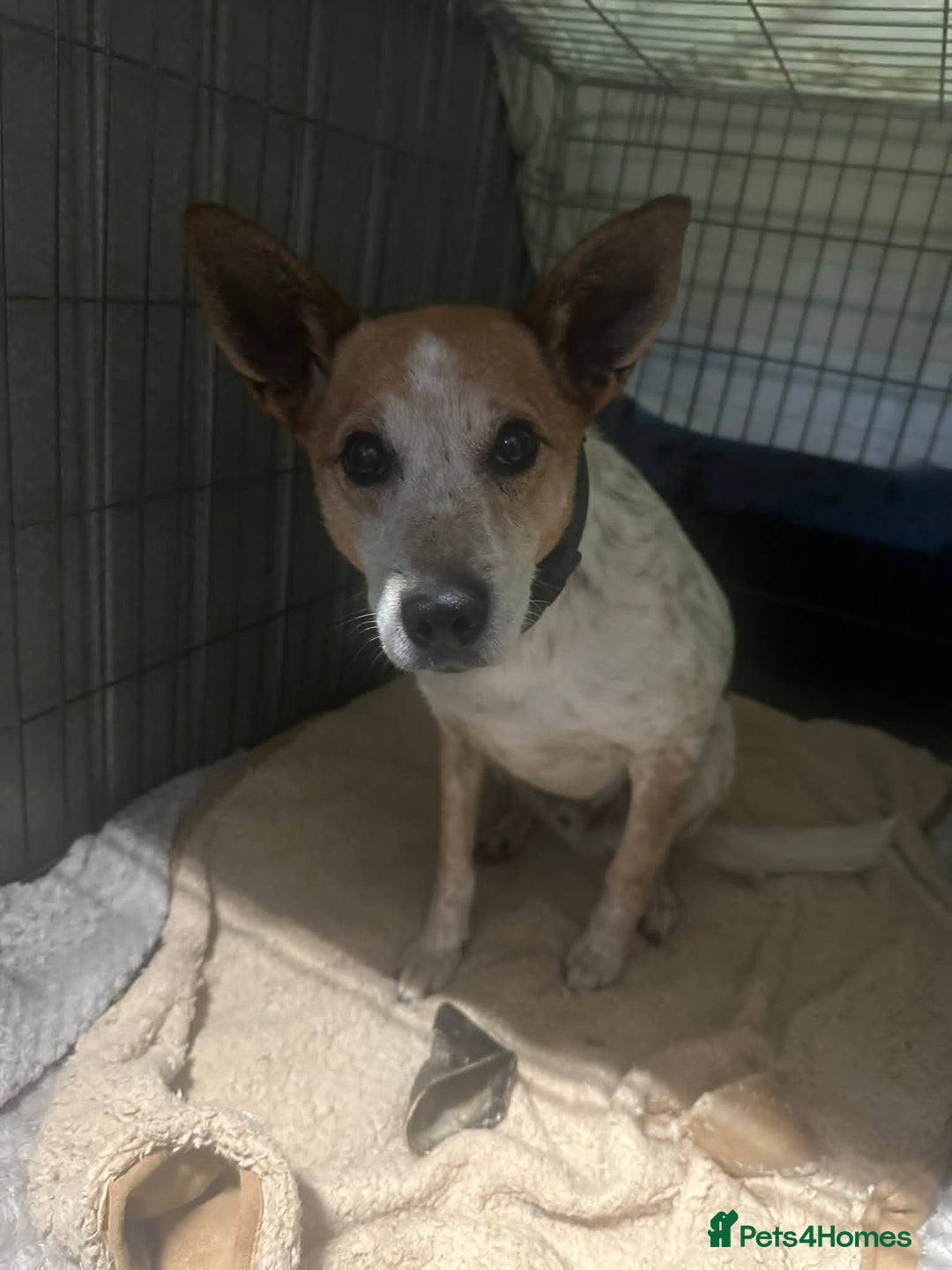 Mixed Breed dogs for adoption: Raffles - Image 4