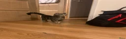 Mixed Breed cats for sale: Two cats looking for home in Daventry - Advert 9