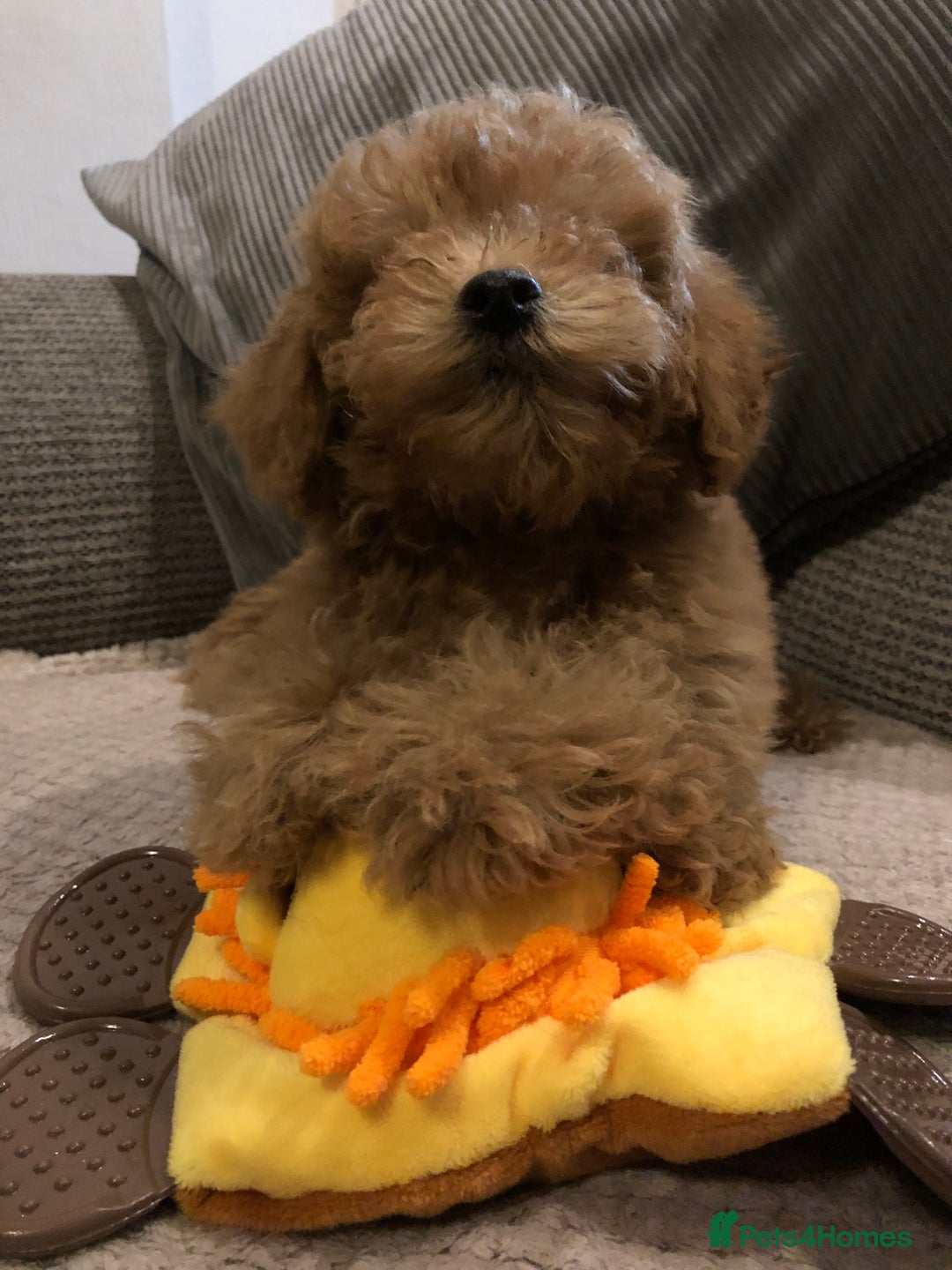 Mixed Breed dogs for sale: shihtzu cross puppies for sale - Advert 15