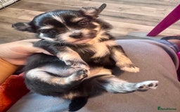 Mixed Breed dogs for sale: Tini Malchi puppies  - Image 19