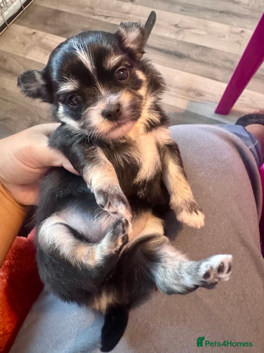 Mixed Breed dogs for sale: Tini Malchi puppies  - Image 19