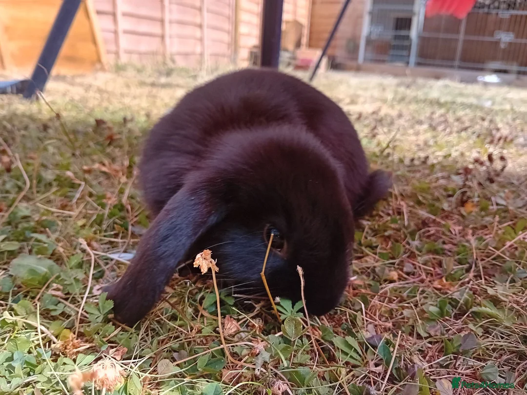 Mini Lop rabbits for sale: Baby rabbits  - Advert 2