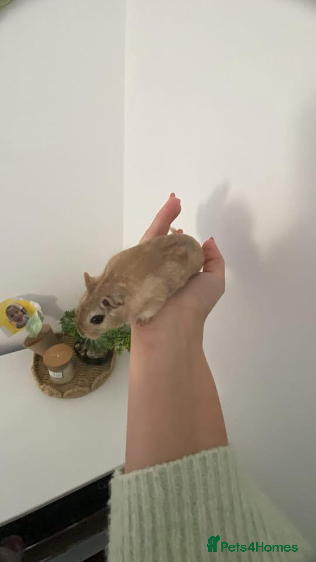 Gerbil rodents for sale: 2x Male gerbils  - Advert 2