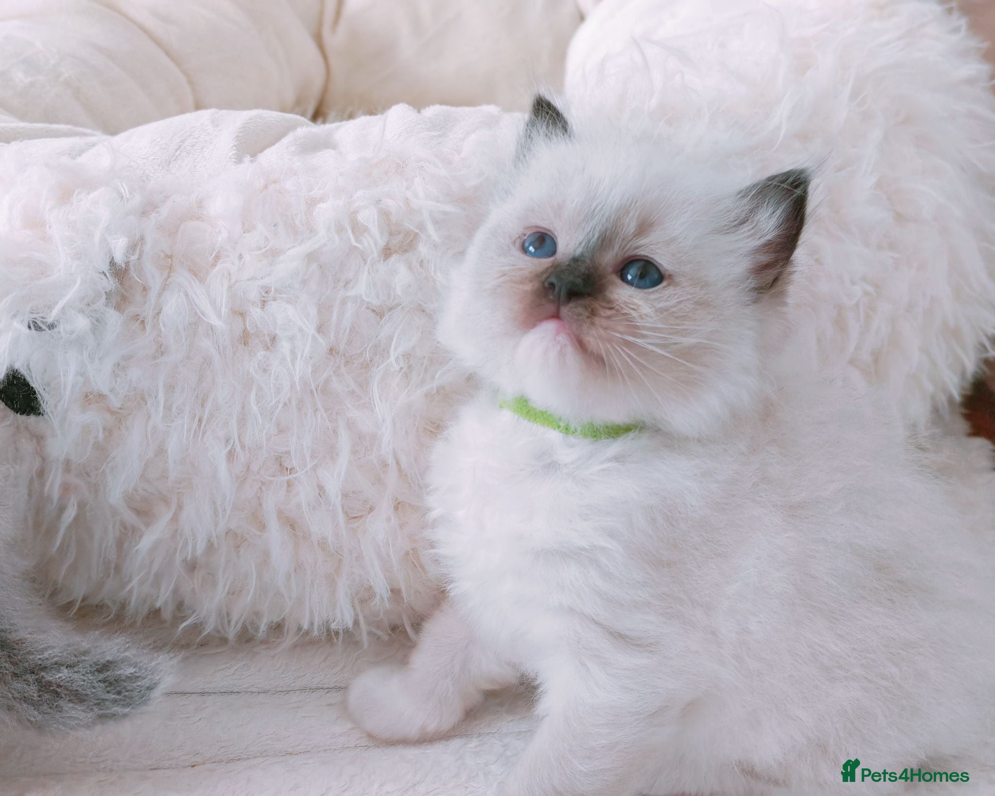 Ragdoll cats Raised with Love, looking for forever homes 🏠❤️ - Advert 12