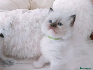 Ragdoll cats Raised with Love, looking for forever homes 🏠❤️ - Advert 12