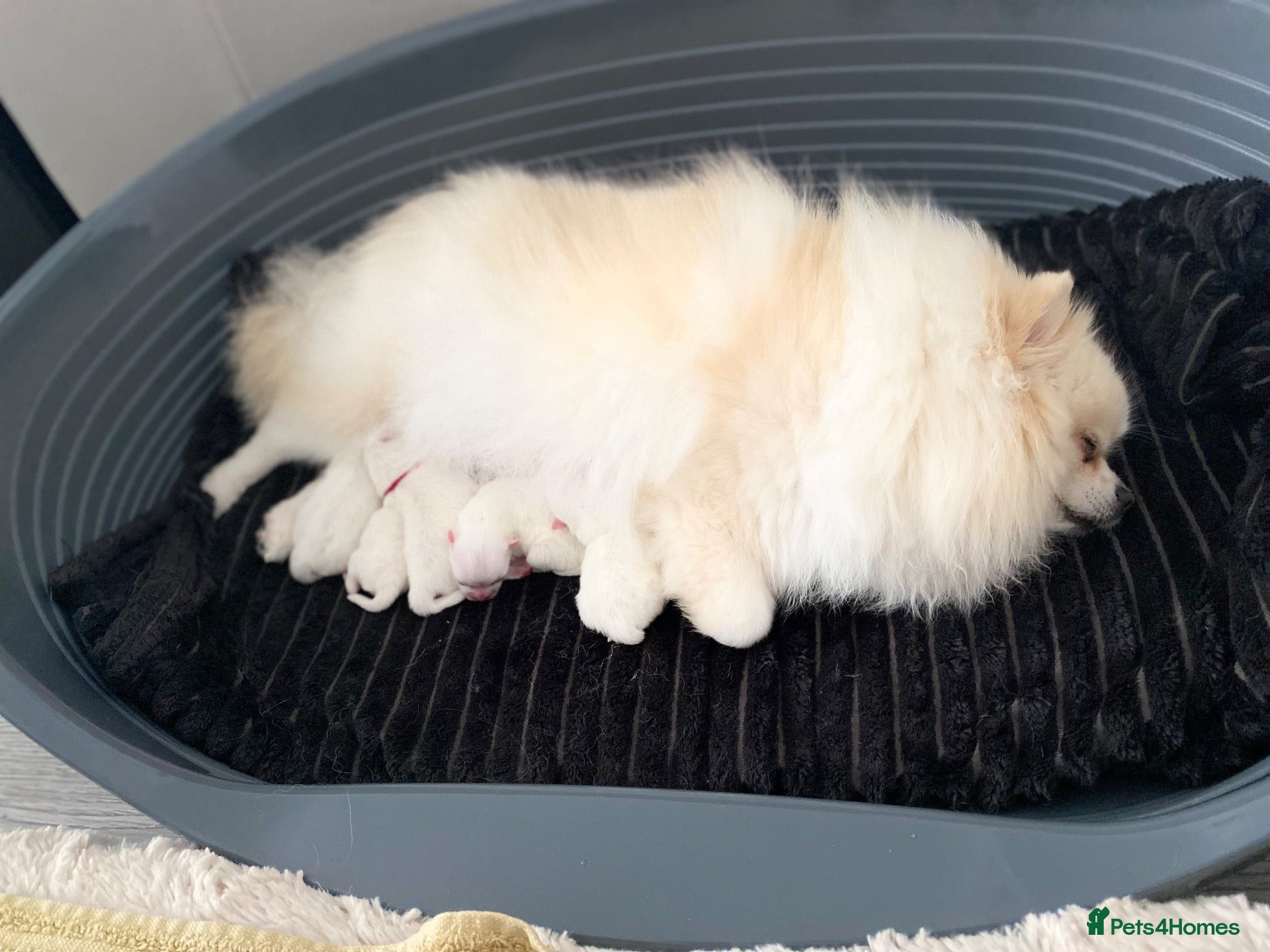 Pomeranian dogs Stunning White Pomeranian Boy  - Advert 2