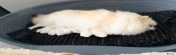 Pomeranian dogs for sale: Stunning White Pomeranian Boy  - Advert 1