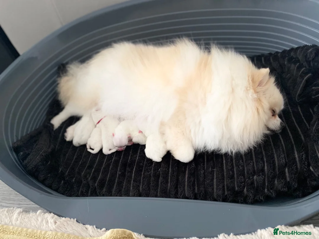 Pomeranian dogs for sale: Stunning White Pomeranian Boy  - Advert 1