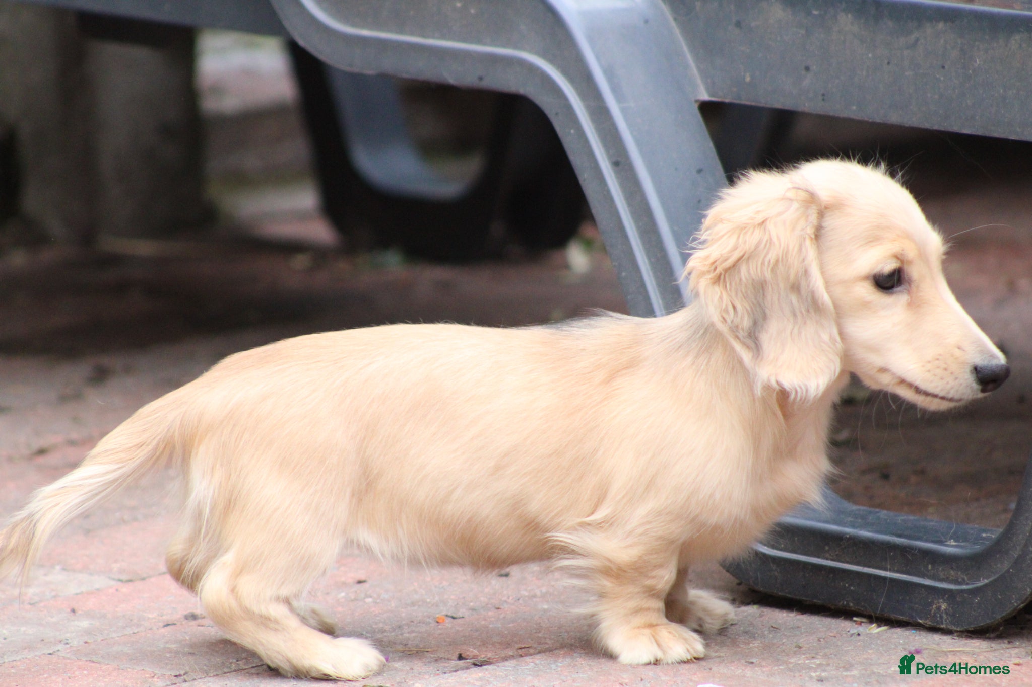 Miniature Dachshund dogs for sale: Cream girl  - Advert 2