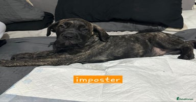 Mixed Breed dogs - Advert 6