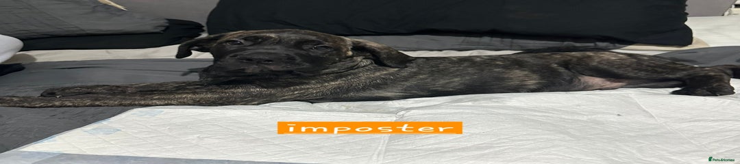 Imposter (Available)