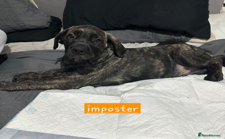 Mixed Breed dogs - Advert 5