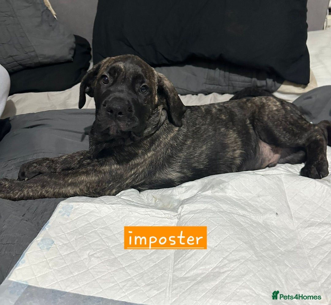Mixed Breed dogs for sale: Pure Cane corso / pure presa canario puppies. - Image 2