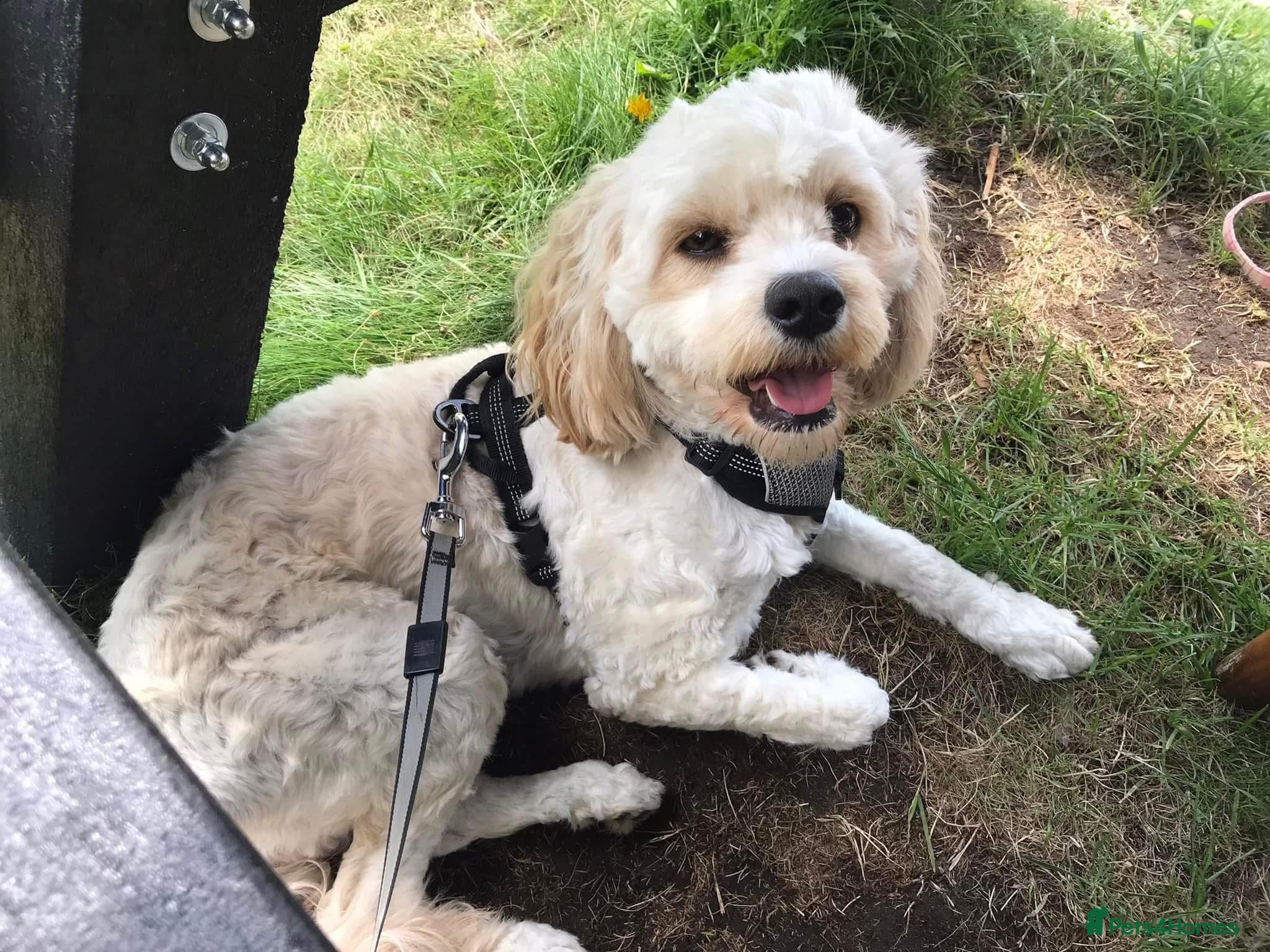 Cavapoo dogs  CAVAPOOCHONS DUE 12/1/26 Health tested parents 🐶 - Advert 10