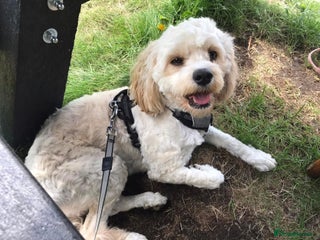 Cavapoo dogs CAVAPOOCHONS DUE 12/1/26 Health tested parents 🐶 - Advert 8