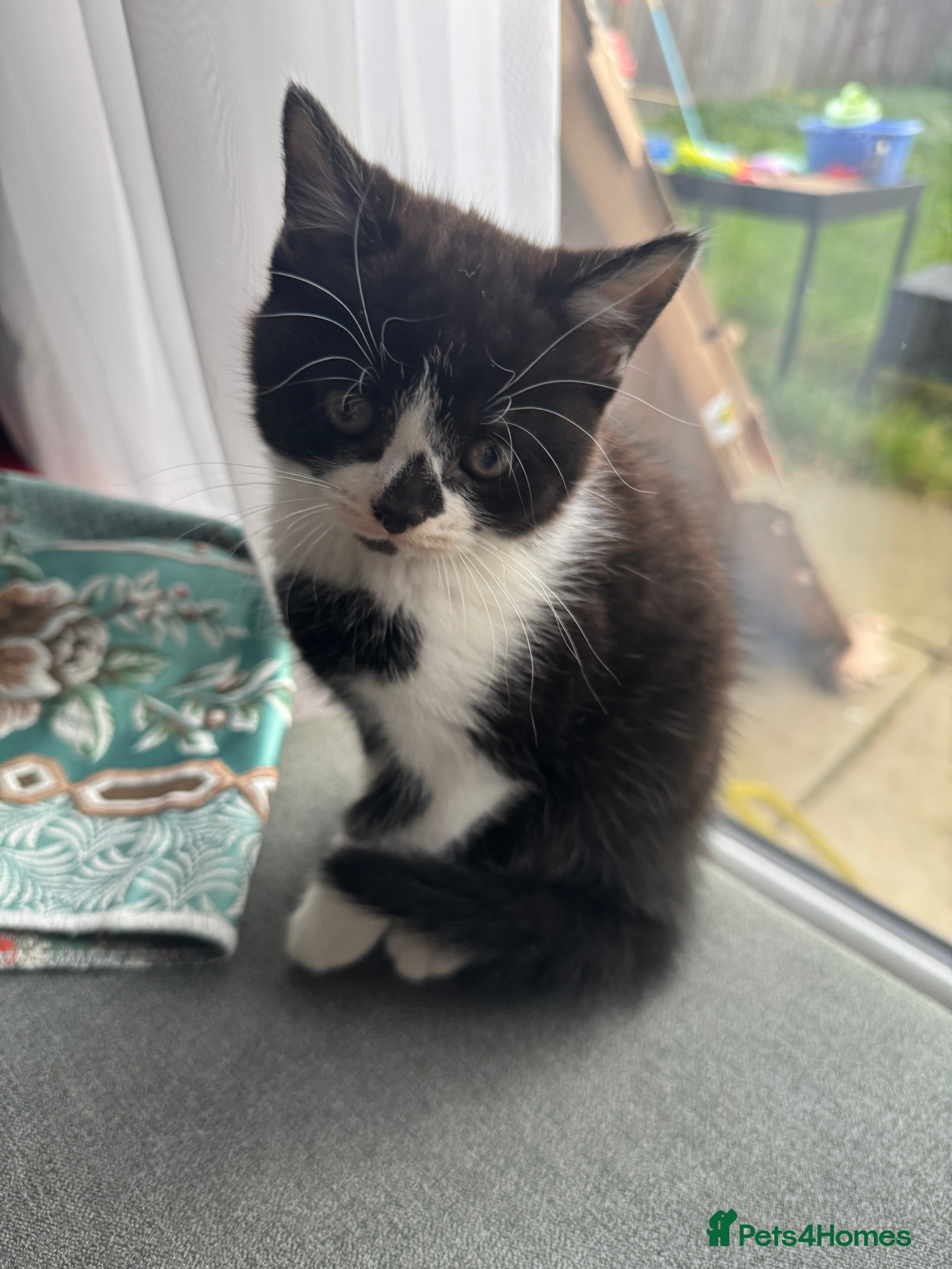 British Shorthair cats 1 Male Left Playful British Shorthair Kittens  - Advert 3