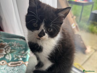 British Shorthair cats 1 Male Left Playful British Shorthair Kittens - Advert 1