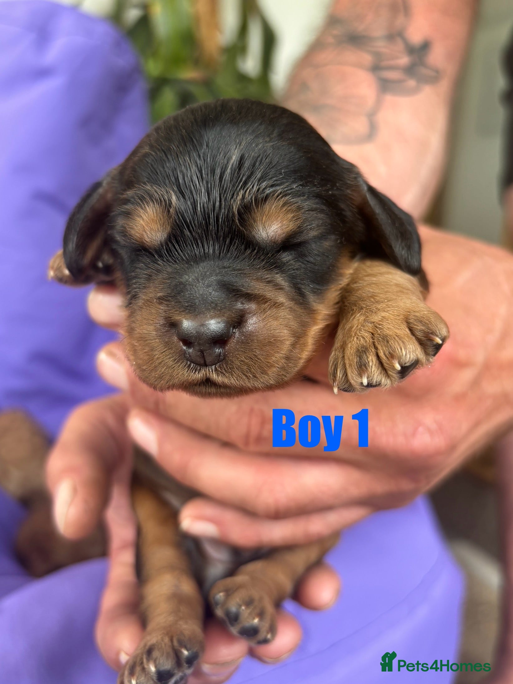 Cockapoo dogs Beautiful F2B cockapoo puppies - Advert 1