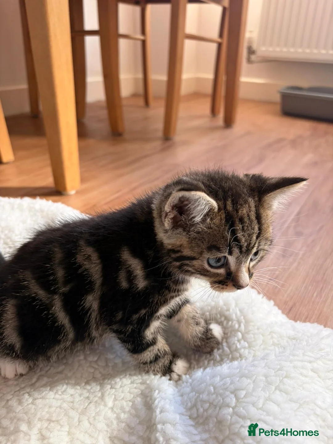 Mixed Breed cats for sale: Beautiful loving kittens  in Leicester - Advert 2