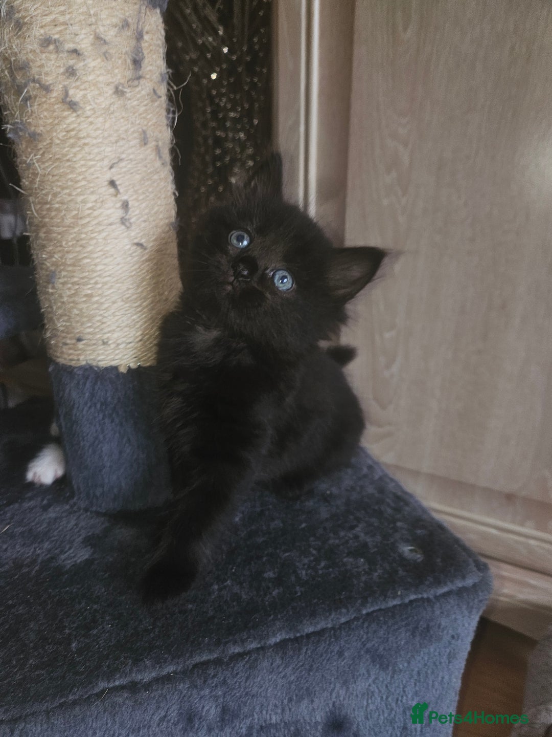British Shorthair cats for sale: Beautiful kittens looking for loving homes  - Image 6