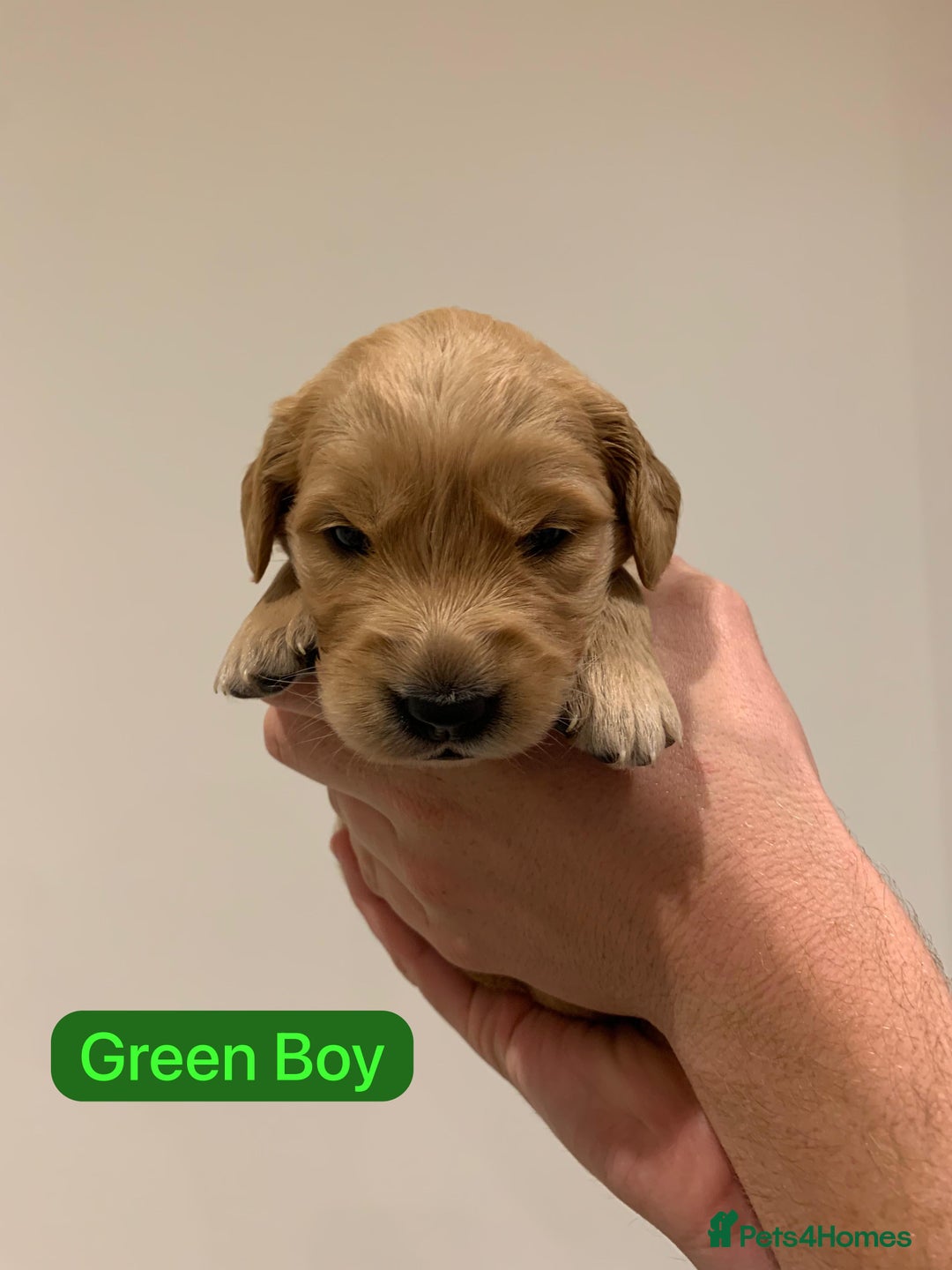 Golden Retriever dogs for sale: Gorgeous Field Retriever (Golden) Pups  - Image 5